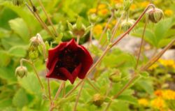 2013-08-18_Regina-F-Rau_Schachen_Blumen  (085).JPG